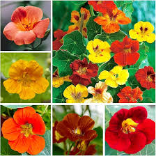 Mixed Nasturtium Flower seeds for Planting Compact Growth Heirloom & GMO Free Seeds for Home Garden