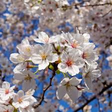 Yoshino Flower seeds for Planting - Compact Growth, Heirloom & GMO Free Seeds for Home Garden