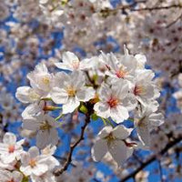 Yoshino Flower seeds for Planting - Compact Growth, Heirloom & GMO Free Seeds for Home Garden