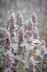 Stachys Flower seeds for Planting Vibrant Colors Heirloom & GMO Free Seeds for Home Garden