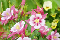 White Pink Aquilegia Flower seeds for Planting - Bright Blooms, Heirloom & GMO Free Seeds for Home Garden
