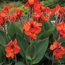 Canna Lily Flower seeds for Planting - Shade Tolerant, Heirloom & GMO Free Seeds for Home Garden
 
 Sale