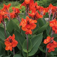 Canna Lily Flower seeds for Planting - Shade Tolerant, Heirloom & GMO Free Seeds for Home Garden
 
 Sale