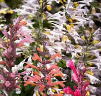 Agastache Flower seeds for Planting Compact Growth Heirloom & GMO Free Seeds for Home Garden
