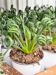 Spiralis Flower seeds for Planting Easy to Grow Heirloom & GMO Free Seeds for Home Garden
