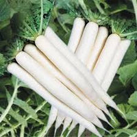 White Radish Seeds for Vegetable Planting