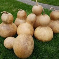 Brown Bottle Gourd Seeds for Vegetable Planting