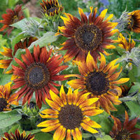 Brown Sunflower Flower seeds for Planting - Shade Tolerant, Heirloom & GMO Free Seeds for Home Garden
 
 Sale