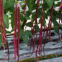 Red Unguiculata Vegetable for Planting Seeds