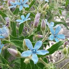 Tweedia Flower seeds for Planting - Bright Blooms, Heirloom & GMO Free Seeds for Home Garden