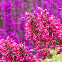 Heather Flower seeds for Planting - Cottage Garden Essential, Heirloom & GMO Free Seeds for Home Garden