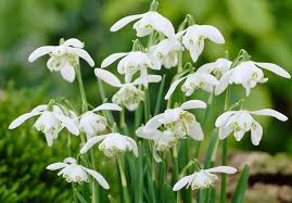 Nivalis Flower Seeds for Planting - Vibrant Blooms for Your Garden