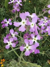 Light Purple Nasturtium Flower seeds for Planting Low Maintenance Heirloom & GMO Free Seeds for Home Garden