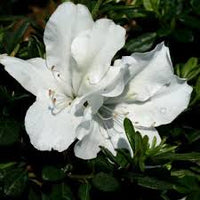 White Azalea Flower Seeds for Planting Pollinator Friendly Heirloom & GMO Free Seeds for Home Garden
 
 Sale