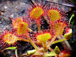 Sundew Flower seeds for Planting - Bright Blooms, Heirloom & GMO Free Seeds for Home Garden