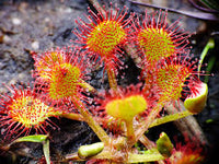 Sundew Flower seeds for Planting - Bright Blooms, Heirloom & GMO Free Seeds for Home Garden