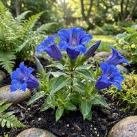 Gentiana Flower seeds for Planting Easy to Grow Heirloom & GMO Free Seeds for Home Garden