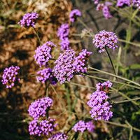 Vervain Flower seeds for Planting Hardy Variety Heirloom & GMO Free Seeds for Home Garden