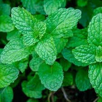 Common Mint Seeds (Mentha spicata)