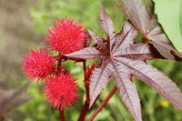 Heirloom Carmencita Flower seeds for Planting Wildflower Mix Heirloom & GMO Free Seeds for Home Garden