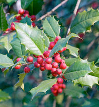 Opaca Tree Seeds for Planting  Grow Your Own Tree