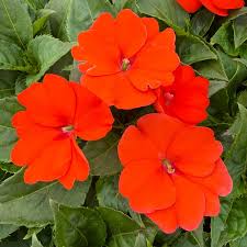 Orange Impatiens Flower seeds for Planting - Bright Blooms, Heirloom & GMO Free Seeds for Home Garden