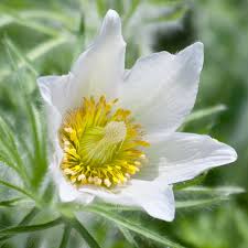 Pasque Flower seeds for Planting Pollinator Friendly Heirloom & GMO Free Seeds for Home Garden