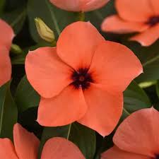 Orange Vinca Flower seeds for Planting - Colorful Display, Heirloom & GMO Free Seeds for Home Garden