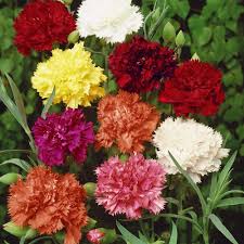 Mixed Dianthus Caryophyllus Flower Seeds for Planting Long Bloom Season Heirloom & GMO Free Seeds for Home Garden
 
 Sale