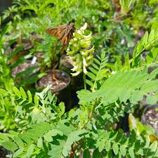 Light Green Astragalus Flower seeds for Planting - Colorful Display, Heirloom & GMO Free Seeds for Home Garden