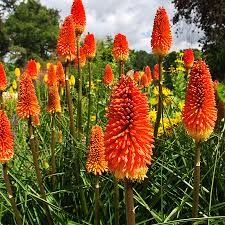 Red Hot Poker Flower seeds for Planting - Drought Tolerant, Heirloom & GMO Free Seeds for Home Garden