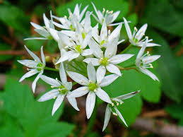 Ursinum Flower seeds for Planting - Fragrant Blossoms, Heirloom & GMO Free Seeds for Home Garden