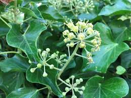 Ivy Flower seeds for Planting Premium Quality Heirloom & GMO Free Seeds for Home Garden