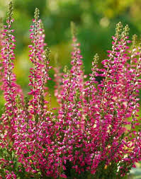 Heather Flower seeds for Planting - Cottage Garden Essential, Heirloom & GMO Free Seeds for Home Garden