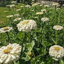 White Green Zinnia Flower seeds for Planting Wildflower Mix Heirloom & GMO Free Seeds for Home Garden