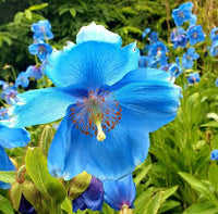 Meconopsis Flower seeds for Planting - Cut Flower Favorite, Heirloom & GMO Free Seeds for Home Garden