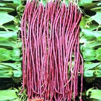 Red Unguiculata Vegetable for Planting Seeds