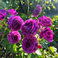 Biosnyg Purple Rose or Rosa Rugosa Thunb Flower seeds for Planting - Easy to Grow, Heirloom & GMO Free Seeds for Home Garden