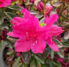 Pink Green Azalea Flower seeds for Planting Cut Flower Favorite Heirloom & GMO Free Seeds for Home Garden