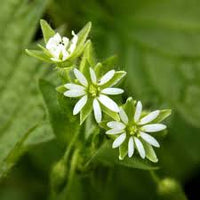 Chickweed Flower Planting Seeds  Perfect for Easy Gardening