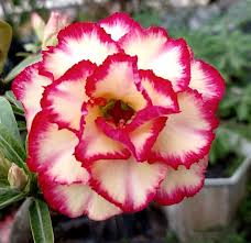 Pink White Adenium Obesum Flower seeds for Planting - Vibrant Colors, Heirloom & GMO Free Seeds for Home Garden