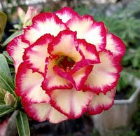 Pink White Adenium Obesum Flower seeds for Planting - Vibrant Colors, Heirloom & GMO Free Seeds for Home Garden