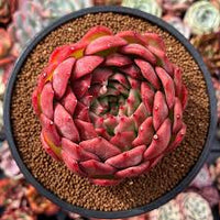 Dark Red Succulent Flower seeds for Planting Pollinator Friendly Heirloom & GMO Free Seeds for Home Garden