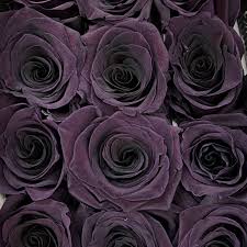 Rose Purple Black Seeds for Planting: Premium Quality Flower Seeds for Stunning Blooms