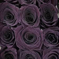 Rose Purple Black Seeds for Planting: Premium Quality Flower Seeds for Stunning Blooms