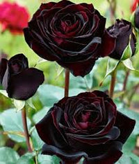 Rare Black Grafted Red Climbing Rose Flower seeds for Planting - Compact Growth, Heirloom & GMO Free Seeds for Home Garden