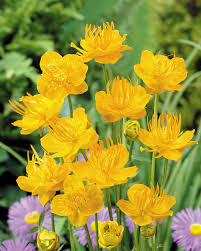 Trollius Flower seeds for Planting - Premium Quality, Heirloom & GMO Free Seeds for Home Garden