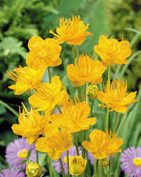 Trollius Flower seeds for Planting - Premium Quality, Heirloom & GMO Free Seeds for Home Garden