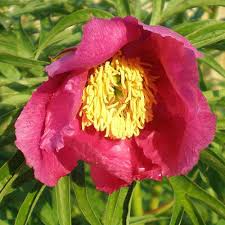 Pink Paeonia Tenuifolia Flower seeds for Planting - Perfect for Borders, Heirloom & GMO Free Seeds for Home Garden
