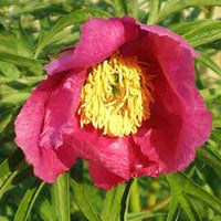 Pink Paeonia Tenuifolia Flower seeds for Planting - Perfect for Borders, Heirloom & GMO Free Seeds for Home Garden